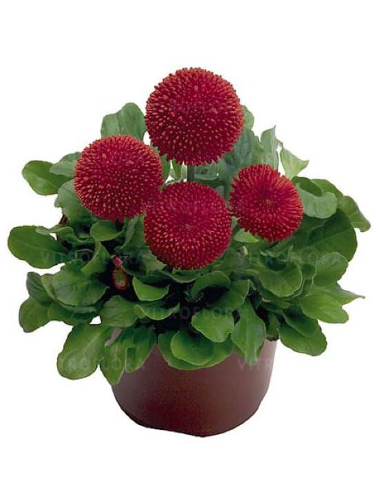 Bellis Stokrotka Tasso Red– intensywnie czerwone, pełne kwiaty