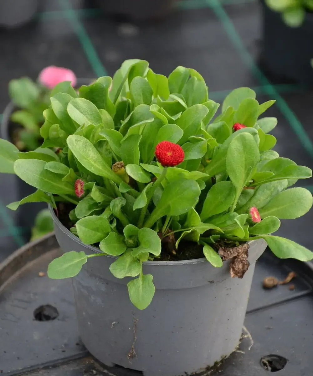 Bellis Stokrotka Tasso Red - sadzonka w doniczce
