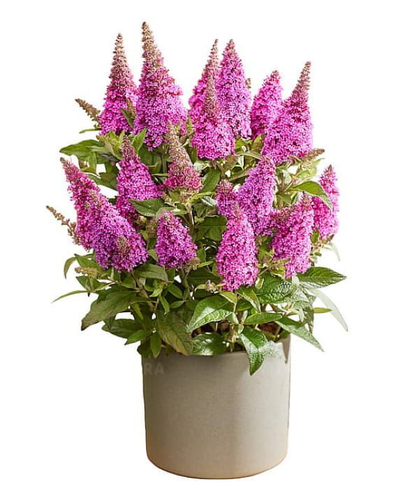 Budleja Butterfly Candy Little Cerise – karłowa budleja