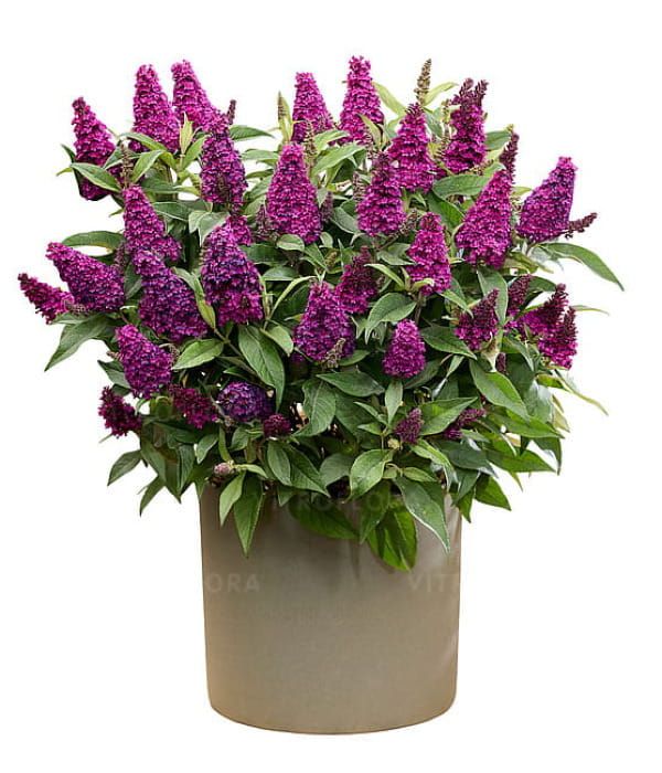 Budleja Butterfly Candy Little Magenta – karłowa budleja