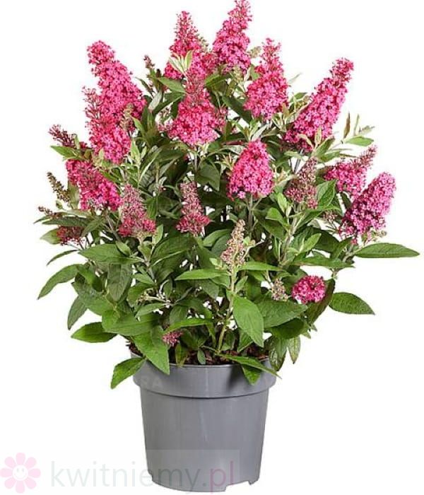 Budleja Butterfly Candy Little Ruby – karłowa budleja Dawida o rubinowo-czerwonych kwiatach