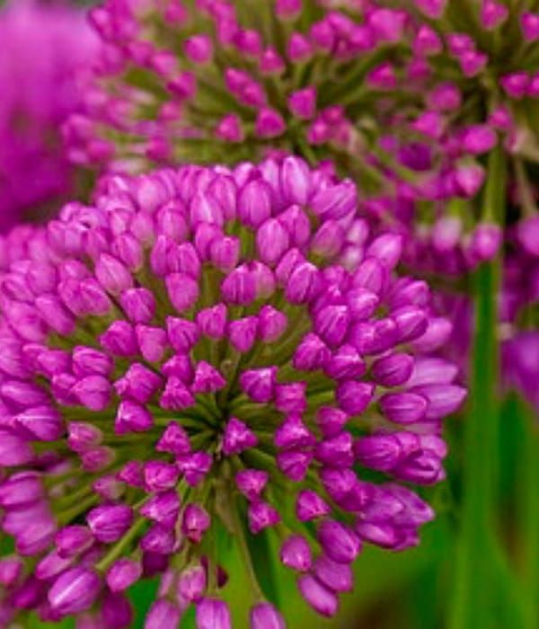 Czosnek Serendipity – bylinowy o purpurowo-różowych kwiatach