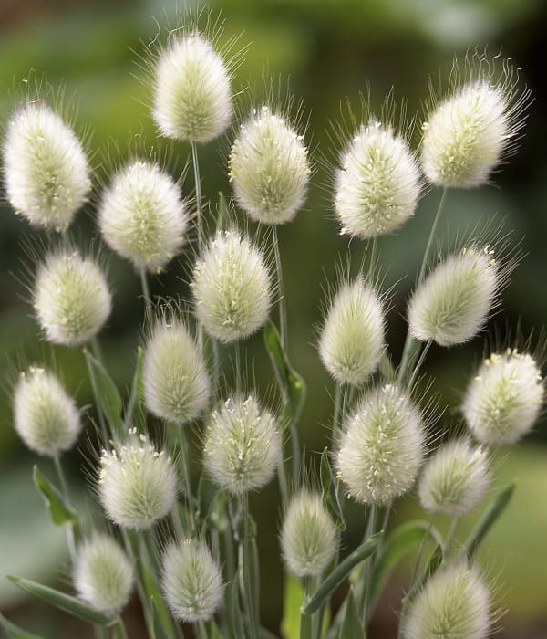 Dmuszek Bunny Tails – trawa o puszystych kłosach