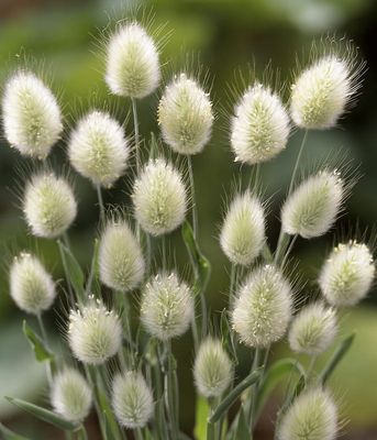 Dmuszek Bunny Tails – trawa o puszystych kłosach