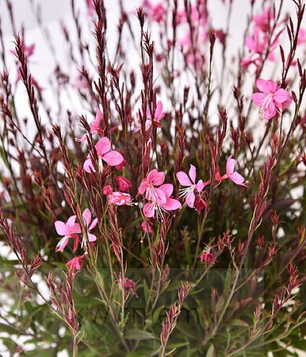 Gaura Blaze – długo kwitnąca bylina o intensywnie różowo-czerwonych kwiatach