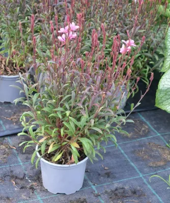 sadzonka Gaura ‘Blaze