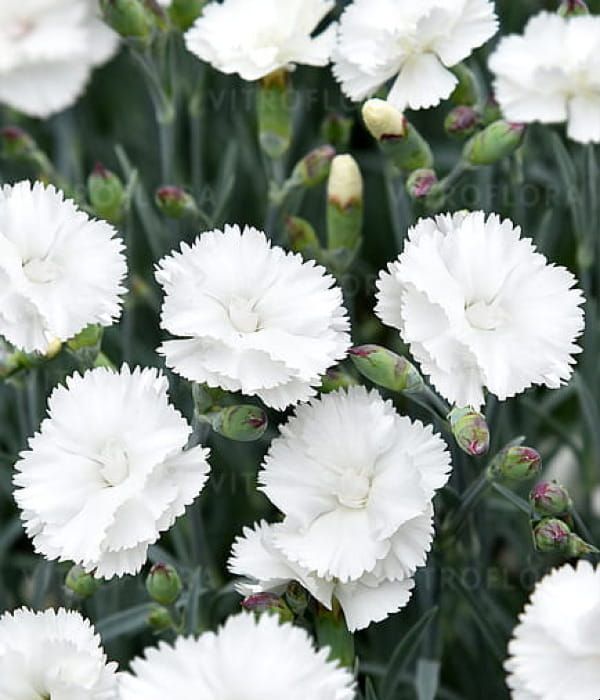 Goździk Angel of Purity – goździk ogrodowy o pachnących kwiatach