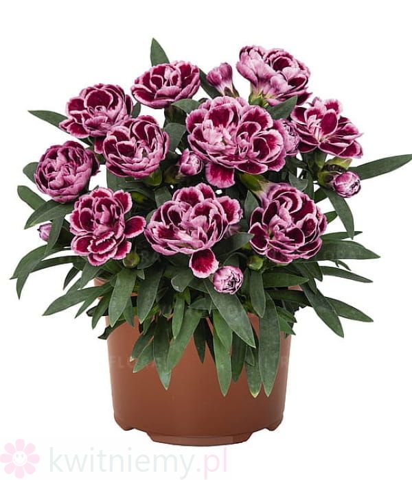 Goździk Sprint Burgundy – ciemnobordowy goździk ogrodowy o zwartym pokroju