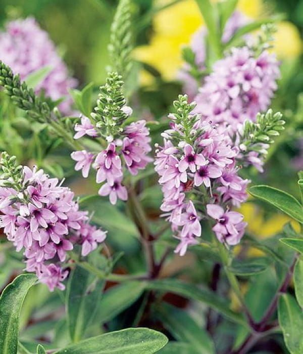 Hebe Outdoor Intensive Pink – zimozielony krzew różowych kwiatach