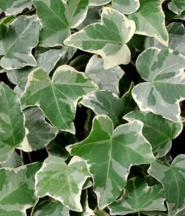 Hedera helix Glacier – Bluszcz zimozielone pnącze