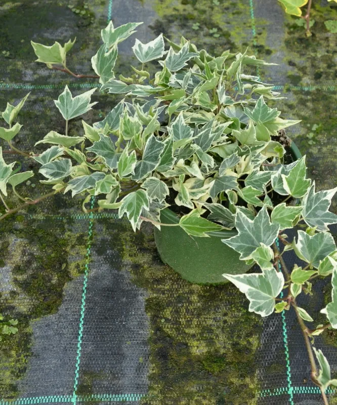 Hedera helix Glacier
