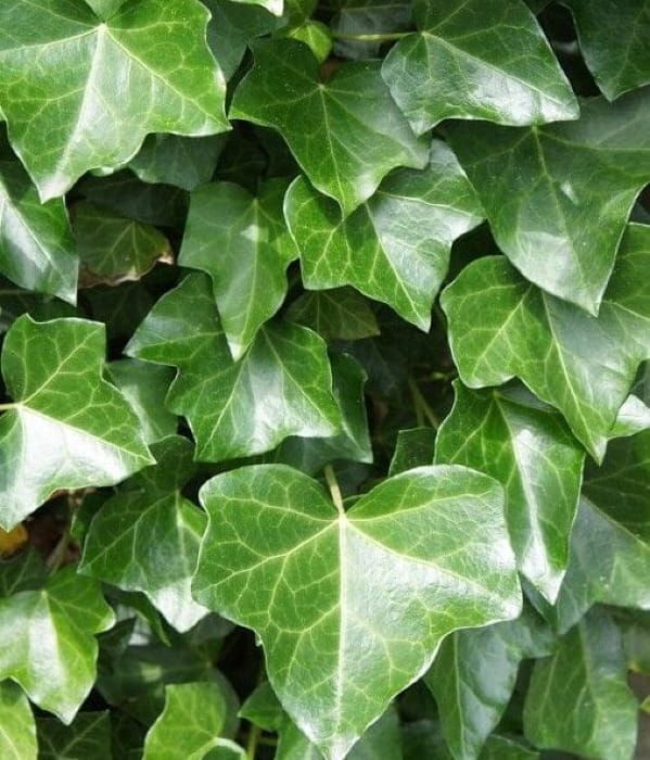Hedera hibernica – Bluszcz  zimozielone pnącze do ogrodu