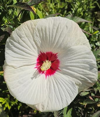 Hibiskus bagienny ‘Red Dot’ – jasno różowe kwiaty z czerwonym okiem
