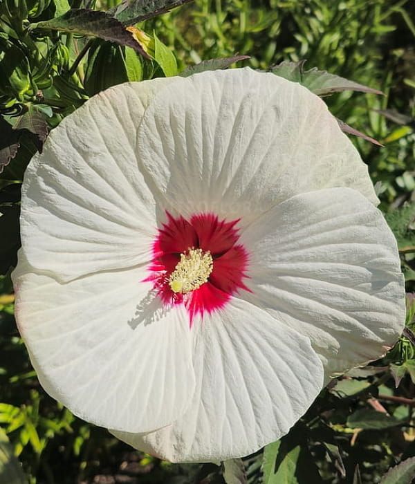 Hibiskus bagienny ‘Red Dot’ – jasno różowe kwiaty z czerwonym okiem