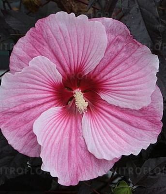 Hibiskus bagienny ‘Starry Night’ – ogromne jasnoróżowe kwiaty