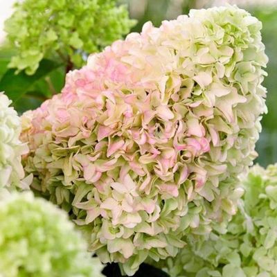 Hortensja bukietowa 'Hercules' – bardzo duże, efektowne kwiatostany