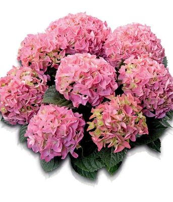 Hortensja ogrodowa 'Early Pink' – wczesne, intensywnie różowe kwitnienie