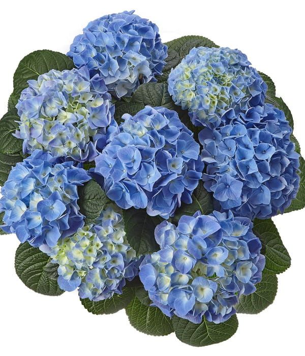 Hortensja ogrodowa 'Fabolo Blue' – intensywnie niebieskie kwiatostany