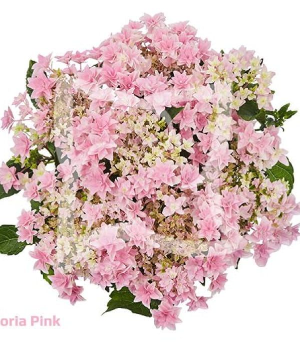 Hortensja ogrodowa 'Floria Pink' – duże różowe kwiatostany