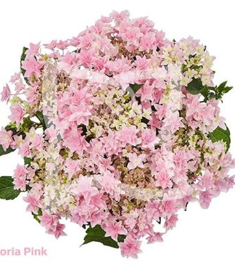 Hortensja ogrodowa 'Floria Pink' – duże różowe kwiatostany