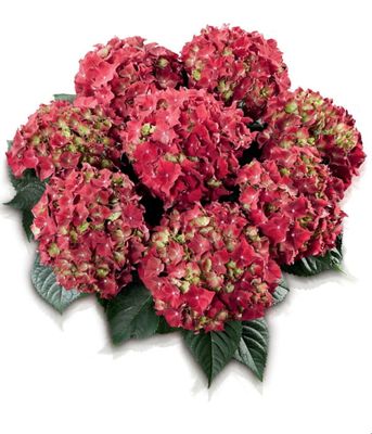 Hortensja ogrodowa 'Royal Red' – duże, intensywnie czerwone kwiatostany