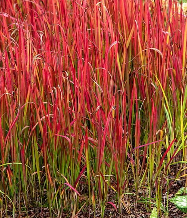 Imperata 'Red Baron' – trawa o intensywnie czerwonych liściach