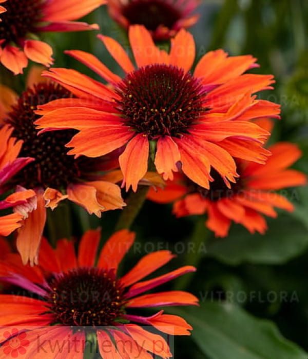 Jeżówka Pearl Dark Orange – intensywne pomarańczowe kwiaty