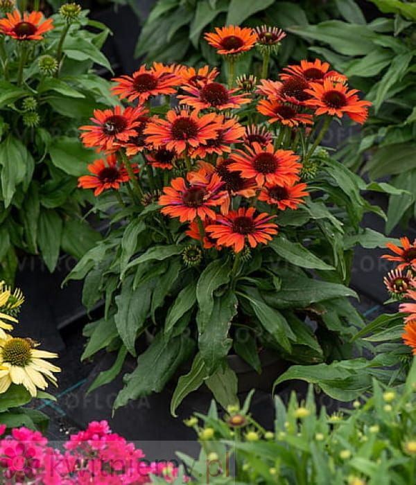 Jeżówka Pearl Dark Orange – pełne kwitnienie w odcieniach ciemnego pomarańczu