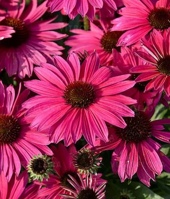 Jeżówka Pearl™ 'Magenta Imp' – wyjątkowo obfite kwitnienie