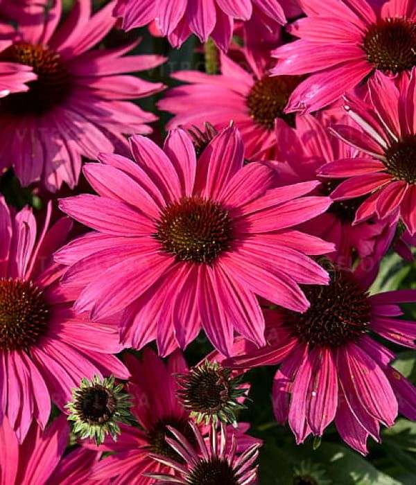 Jeżówka Pearl™ 'Magenta Imp' – wyjątkowo obfite kwitnienie