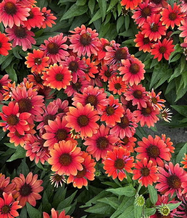 Jeżówka Pearl™ 'Red Imp' – intensywnie czerwone kwiaty