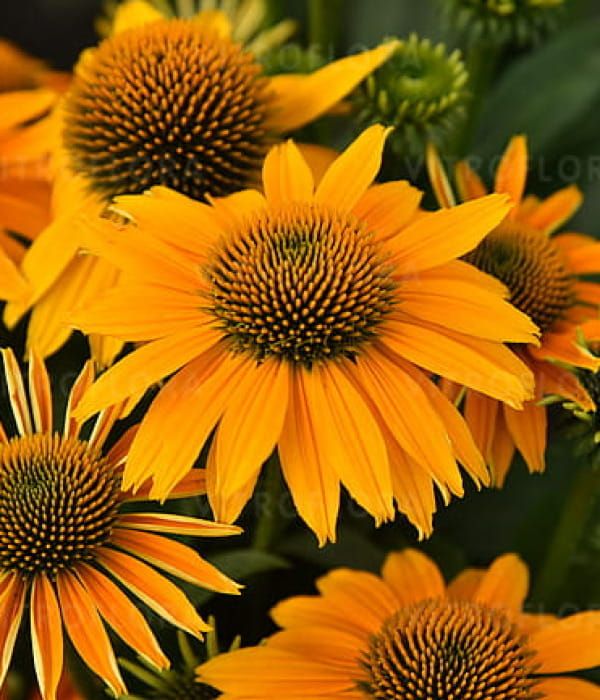 Jeżówka Pearl™ 'Sunny' – żółte kwiaty o słonecznym wybarwieniu