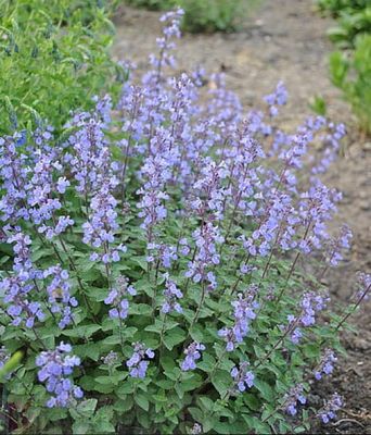 Kocimiętka Purrsian Blue – fioletowo-niebieskie kwiaty