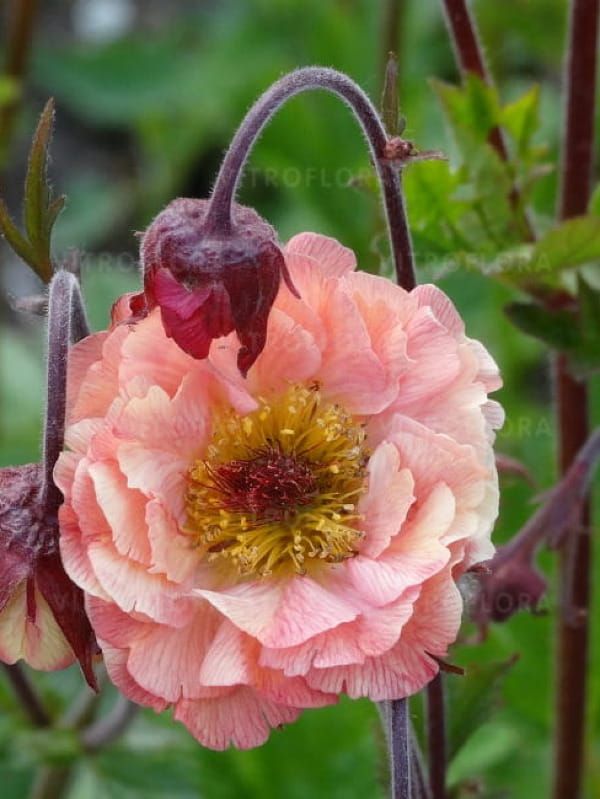 Kuklik Mai Tai – morelowo-różowe półpełne kwiaty