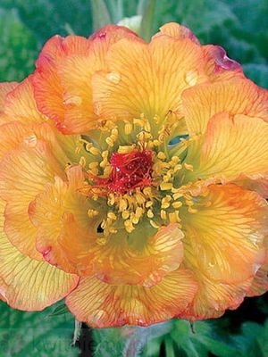 Kuklik Mango Lassi – morelowo-żółte kwiaty