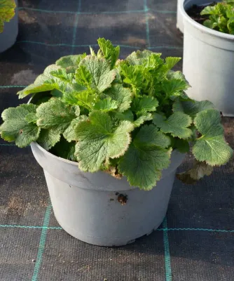 Kuklik 'Mango Lassi' – Geum w doniczce 3l