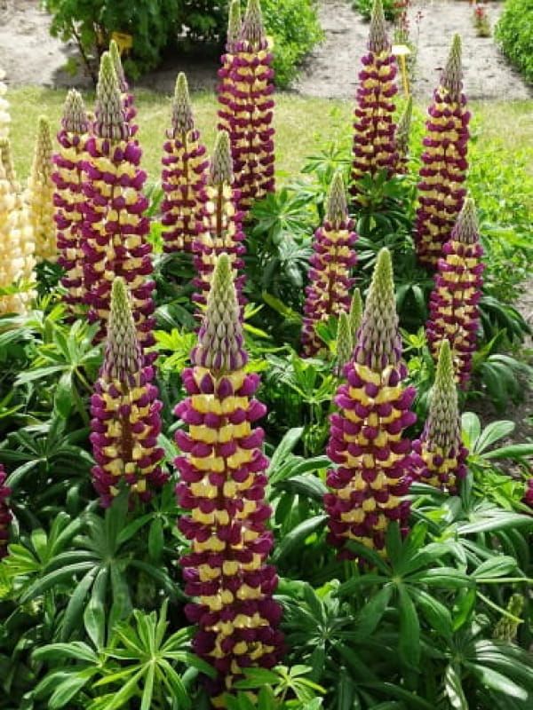 Łubin Manhattan Lights – dwukolorowe fioletowo-żółte kwiaty