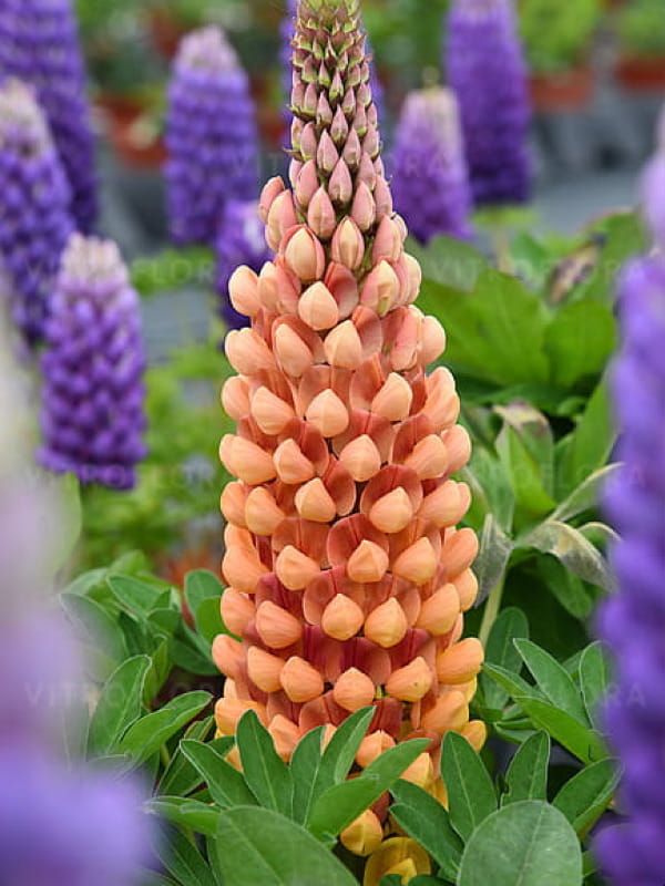 Łubin Salmon Star – łososiowo-różowe kwiaty