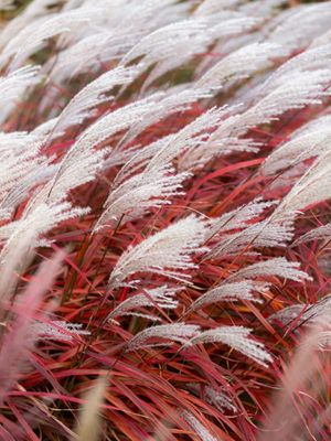 Miskant chiński 'Lady in Red' – intensywne czerwone jesienne przebarwienia