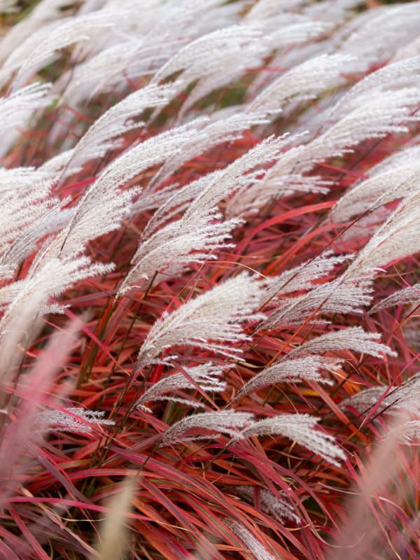 Miskant chiński 'Lady in Red' – intensywne czerwone jesienne przebarwienia