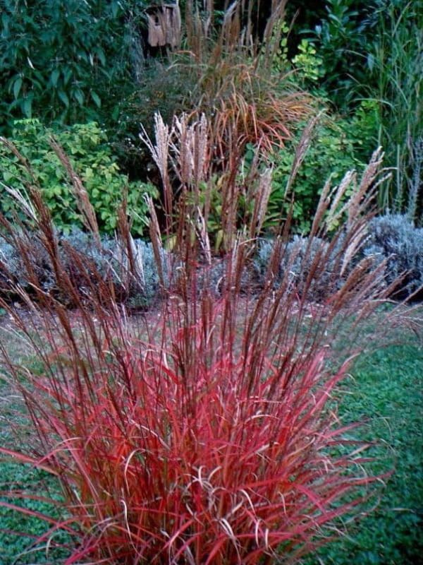 Miskant chiński 'Purple Fall' – purpurowe jesienne przebarwienia