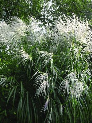 Miskant chiński 'Silberfeder' – duże srebrzyste wiechy i okazały pokrój