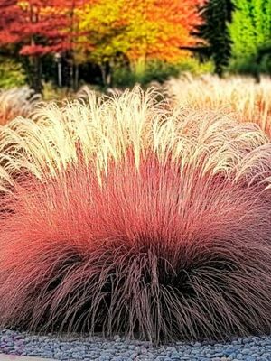 Miskant Sioux – czerwone jesienne przebarwienia trawy ozdobnej