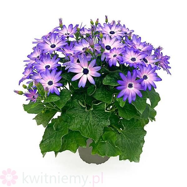 Pericallis POP! Crushed Lilac – pastelowe liliowe kwiaty