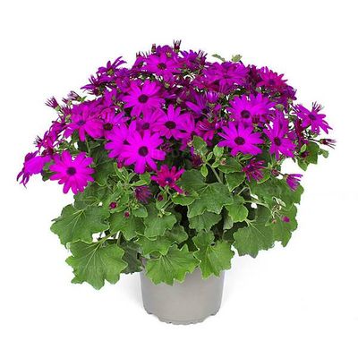 Pericallis POP! Epic Cerise –spektakularne,długie kwitnienie