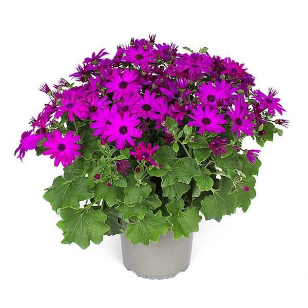 Pericallis POP! Epic Cerise –spektakularne,długie kwitnienie