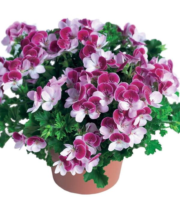 Pelargonia Angeleyes Perfume Bicolor Impr