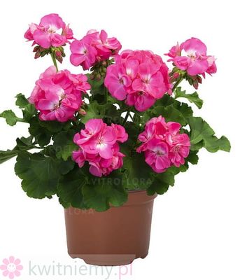 Pelargonia Big EEZE Pink Panther – duże różowe kwiaty pelargonii
