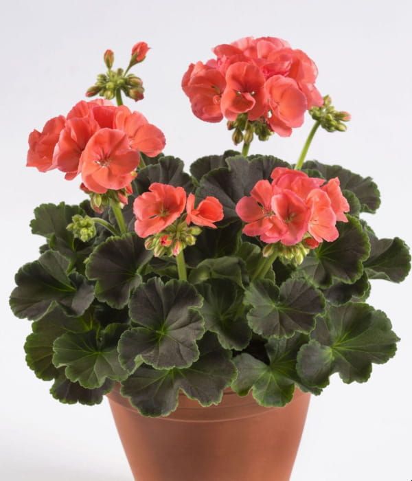 Pelargonia rabatowa Chocolate Apricot