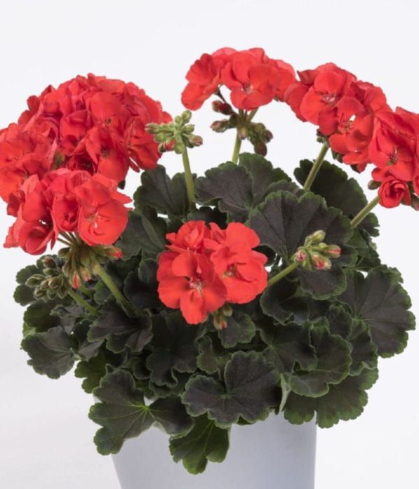 Pelargonia rabatowa Chocolate Fire